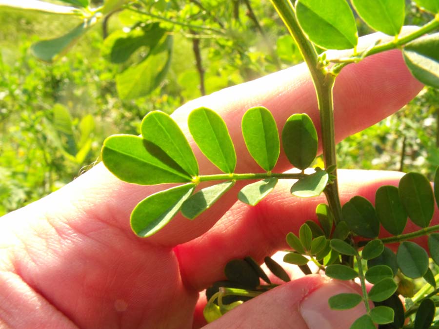 Coronilla?